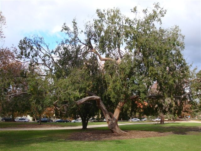 T11834 Ulmus parvifolia