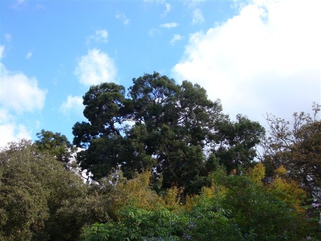 T11835 Afrocarpus falcata