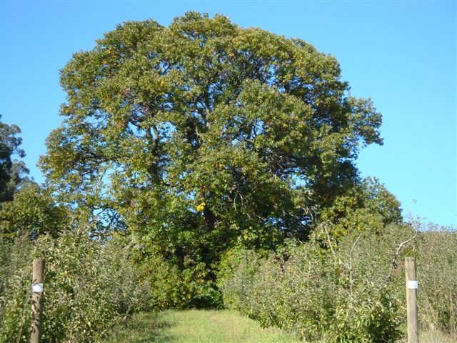 T11810 Castanea sativa