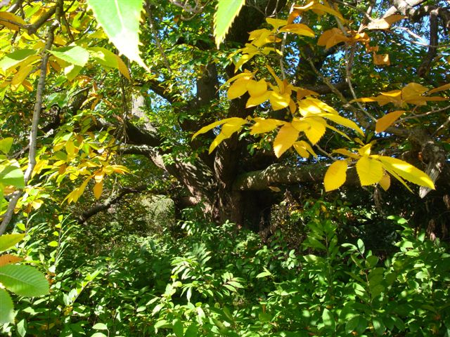 T11810 Castanea sativa