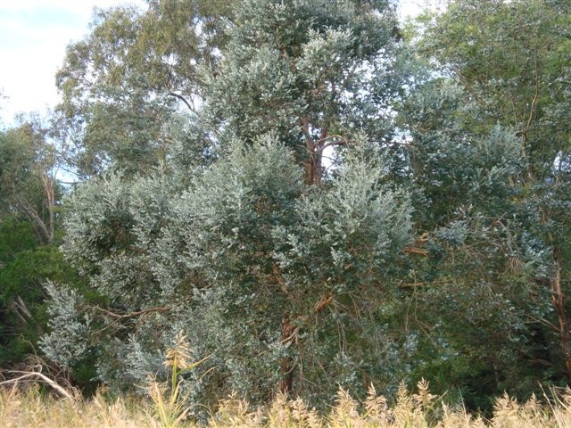 T11812 Eucalyptus crenulata