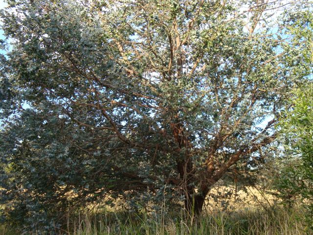 T11812 Eucalyptus crenulata