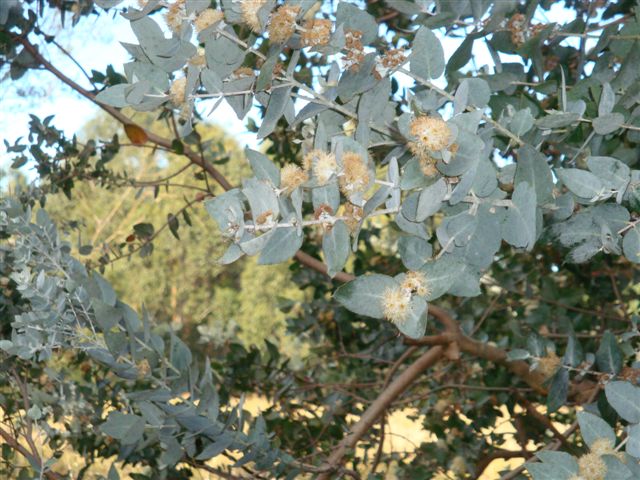 T11812 Eucalyptus crenulata