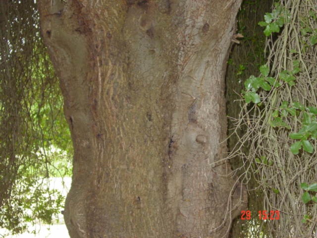 T11552 Quercus coccifera subsp. calliprinos