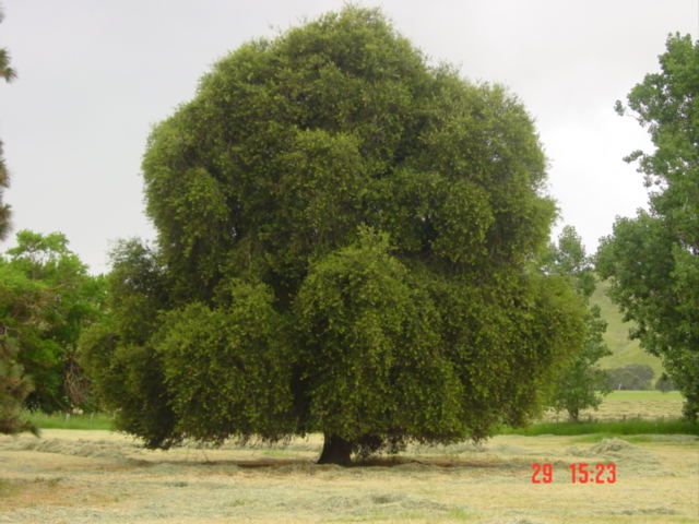 T11552 Quercus coccifera subsp. calliprinos