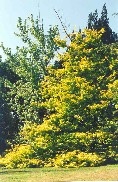 Golden English Oak Tree