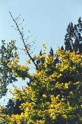 Golden English Oak Tree
