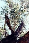 Eucalypt Tree - East of Dorset Gardens Hotel car park