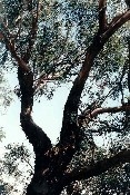 Eucalypt Tree - East of Dorset Gardens Hotel car park