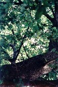 Algerian Oak Tree