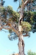 3 Candlebark Trees - Little John Reserve