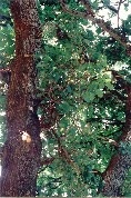 English Oak Tree