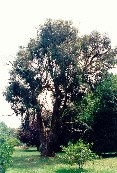 Long-leaf Box Tree - Benedictine Monastery