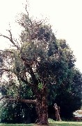 Long-leaf Box Tree - Benedictine Monastery