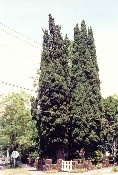 Two Pencil Pine Trees