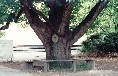 English Oak Tree - Croydon Community School