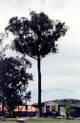 Narrow-leaf Peppermint Tree