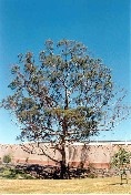 Manna Gum Tree