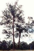 Two Manna Gum Trees