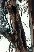 Two Manna Gum Trees