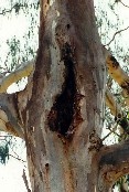 Two Manna Gum Trees