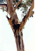 Candlebark Tree