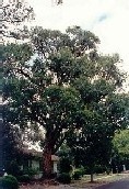 Messmate Stringybark Tree