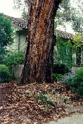 Messmate Stringybark Tree