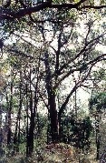 White Stringybark Tree - Cheong Wildflower Sanctuary