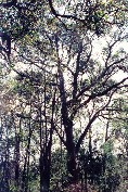 White Stringybark Tree - Cheong Wildflower Sanctuary