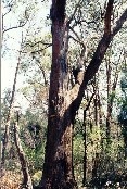 White Stringybark Tree - Cheong Wildflower Sanctuary