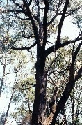 White Stringybark Tree - Cheong Wildflower Sanctuary