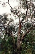 Silver-leafed Stringybark