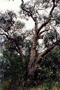 Silver-leafed Stringybark