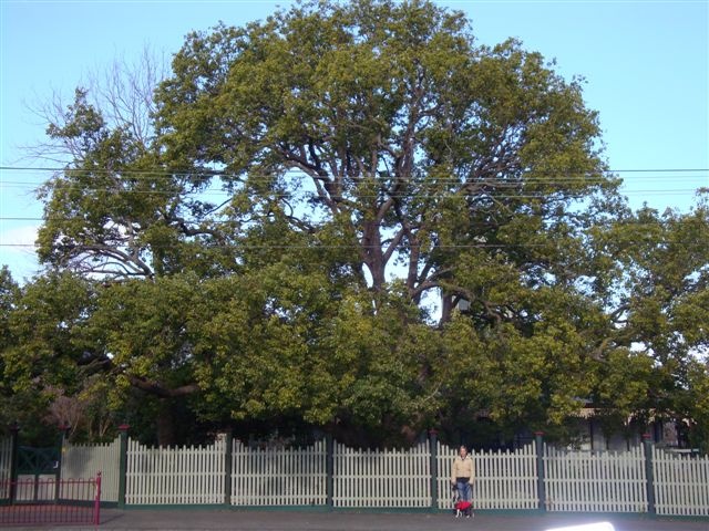 T11833 Cinnamomum camphora