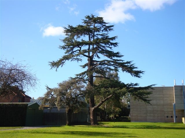 T11831 Cedrus deoara