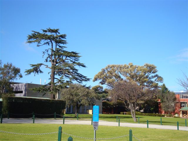 T11831 Cedrus deoara