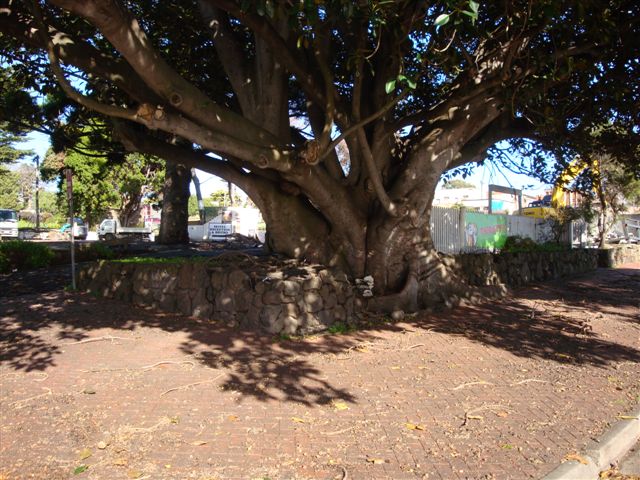T12034 Ficus macrophylla