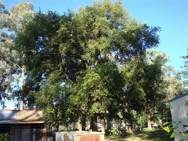 T12142 Quercus suber