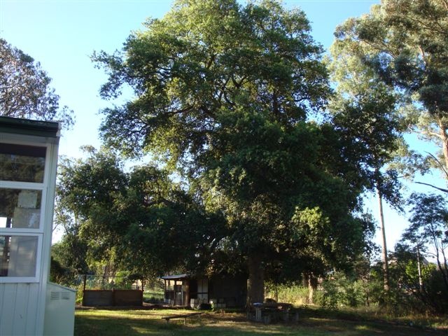 T12142 Quercus suber