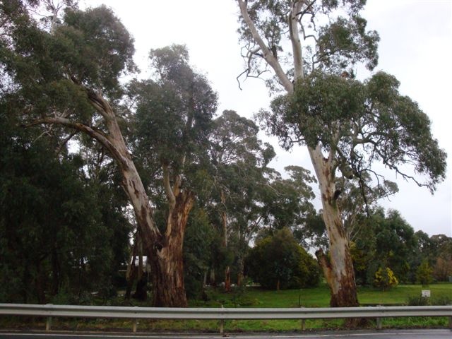 T11688 Eucalyptus rubida