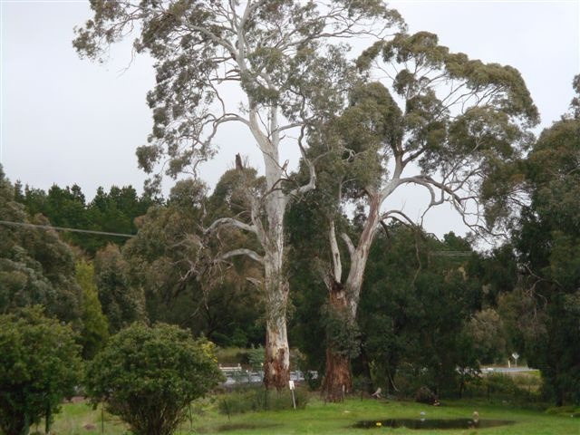 T11688 Eucalyptus rubida