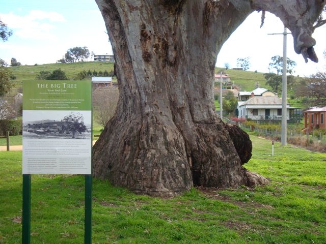 T11002 Eucalyptus camaldulensis