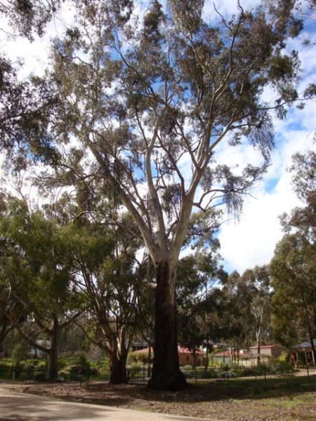 T11473 Eucalyptus leucoxylon
