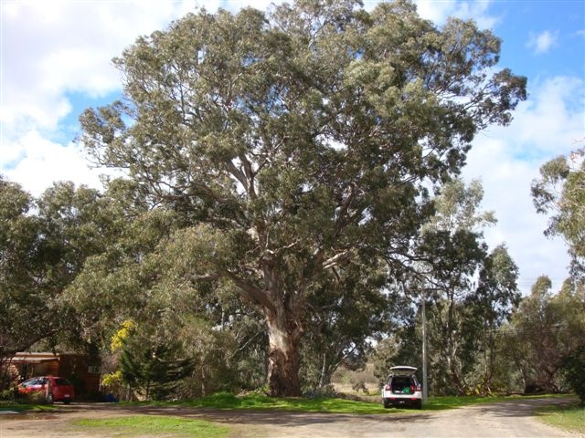 T12131 Eucalyptus camaldulensis