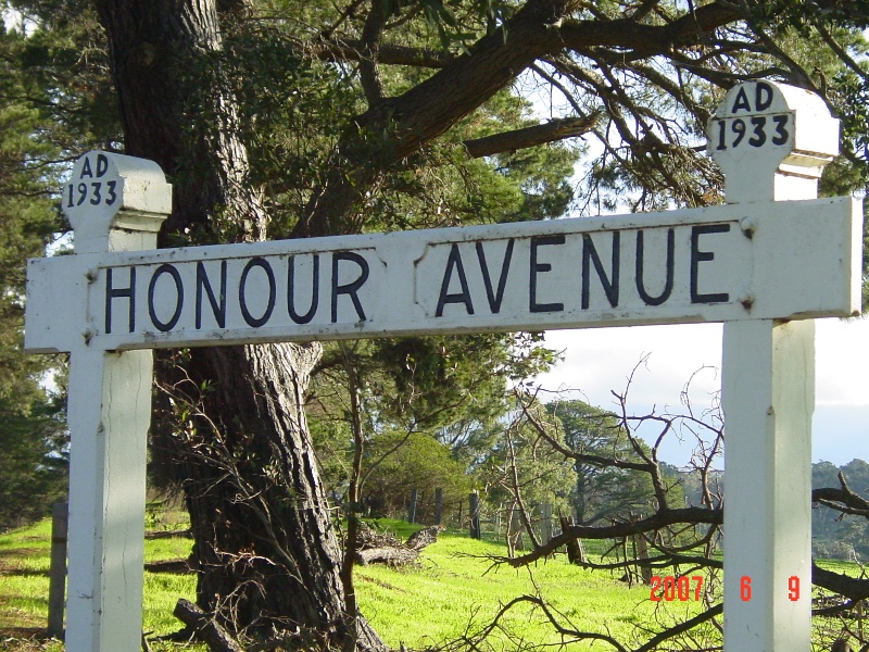 T11278 Monterey Pine Avenue of Honour