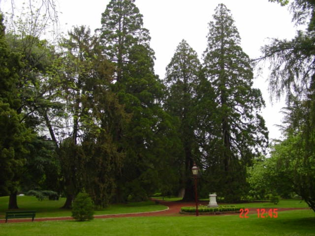 T11294 Pinus ponderosa