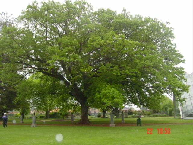 T11297 Quercus cerris