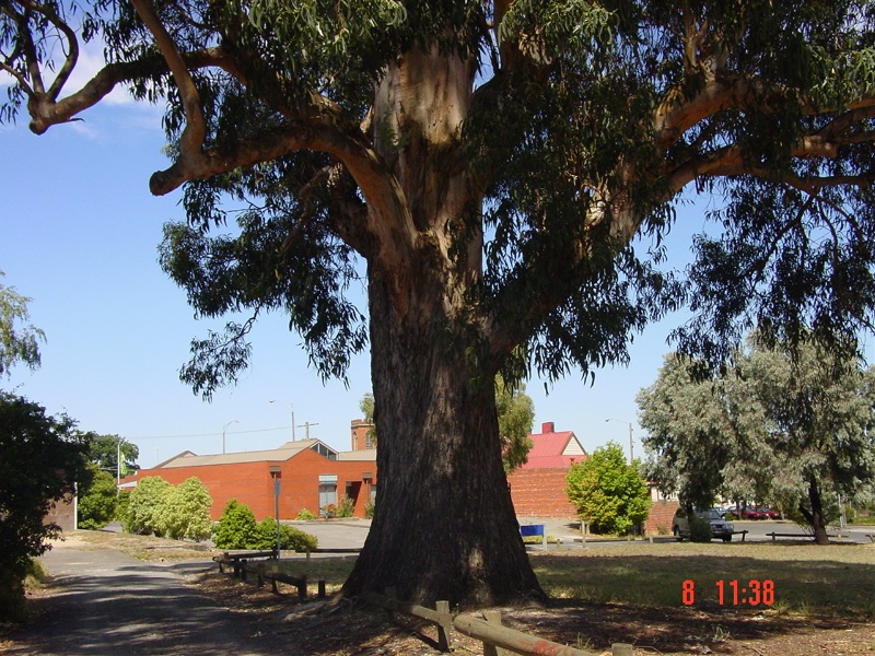 T11311 Eucalyptus globulus subsp. globulus