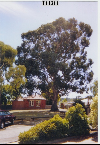 T11311 Eucalyptus globulus subsp. globulus